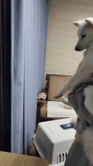 본문 이미지 - 똑똑하고 해맑은 솔유가 가족을 기다리고 있다(인스타그램 daybreak1997 제공) ⓒ 뉴스1