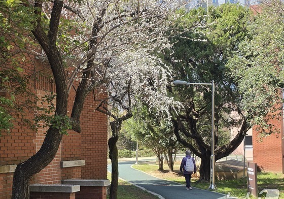 벚꽃 핀 광주·왕사남 효과 영월…전국 명소에 나들이객 북적(종합)