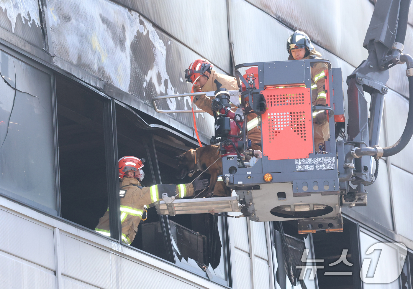 (대전=뉴스1) 김기태 기자 = 21일 대형 화재로 인명피해가 발생한 대전 대덕구 자동차 부품 제조 공장에서 실종자를 수색하기 위해 구조견이 투입되고 있다. 2026.3.21/뉴스 …