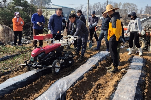 진천군 농촌지원과, 덕산읍 감자밭서 일손 돕기 구슬땀