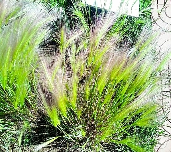 (평양 노동신문=뉴스1) = 북한 노동당 기관지 노동신문은 22일 "환경보호에 좋은 지피식물들"이라며 '분홍갯보리풀'을 조명했다. [국내에서만 사용가능. 재배포 금지. DB 금지. …