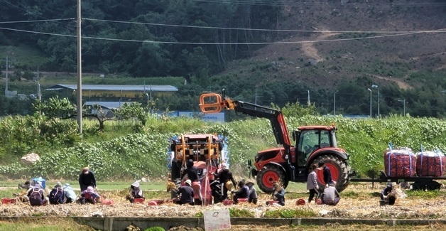구미시, 양파 재배면적 194.5ha 확보로 '주산지' 지위 획득