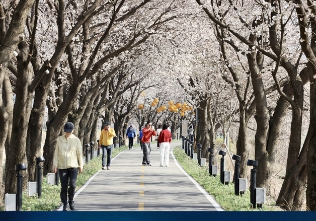 "낮엔 꽃잎, 밤엔 조명 더한 야경"…3일부터 보은서 봄꽃길 축제