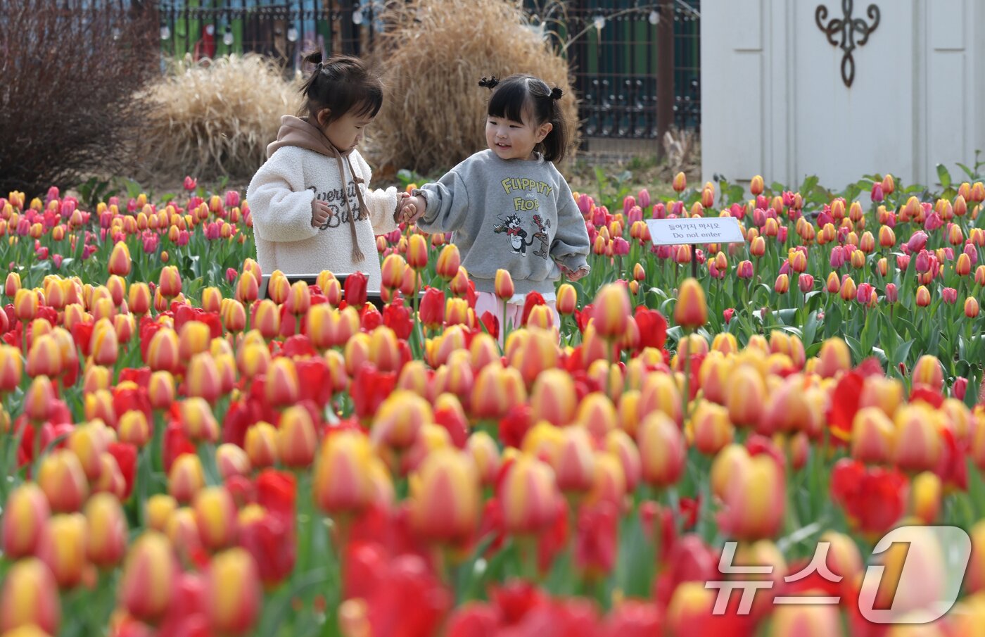 본문 이미지 - 22일 경기 용인시 처인구 에버랜드 포시즌스가든을 찾은 아이들이 튤립 사이에서 추억을 남기고 있다.  2026.3.22 ⓒ 뉴스1 김영운 기자