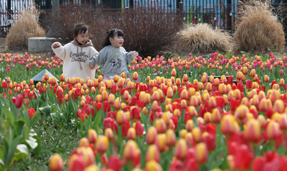 [뉴스1 PICK] 다가오는 봄, 튤립 구경하러 오세요…성큼 찾아온 봄의 전령사 튤립