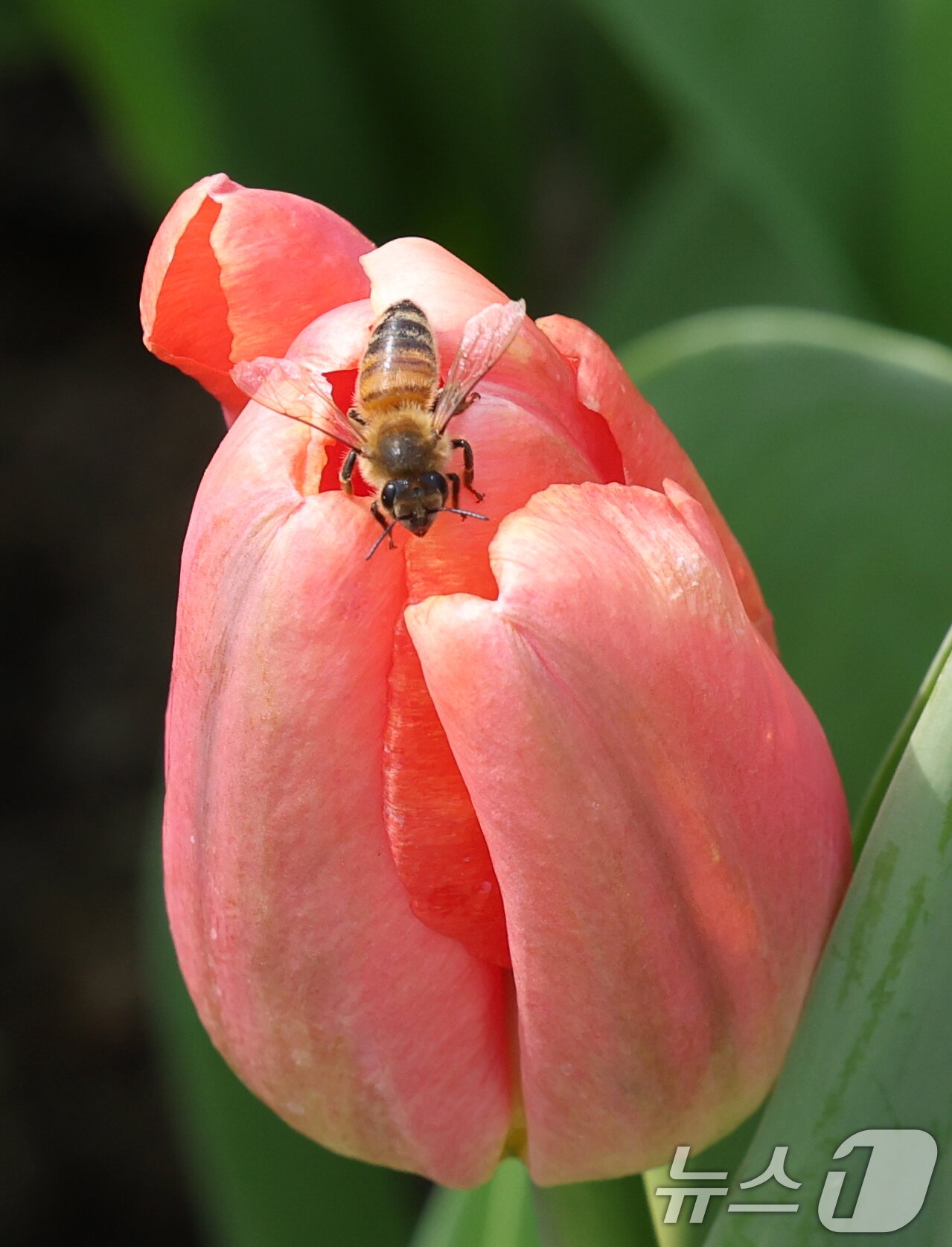 본문 이미지 - 22일 경기 용인시 처인구 에버랜드 포시즌스가든에 핀 튤립에서 꿀벌이 꿀을 따고 있다.  2026.3.22 ⓒ 뉴스1 김영운 기자