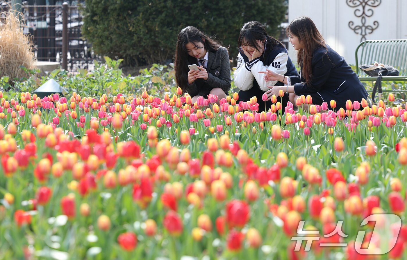 본문 이미지 - 22일 경기 용인시 처인구 에버랜드 포시즌스가든을 찾은 시민들이 튤립 사이에서 추억을 남기고 있다. 2026.3.22 ⓒ 뉴스1 김영운 기자