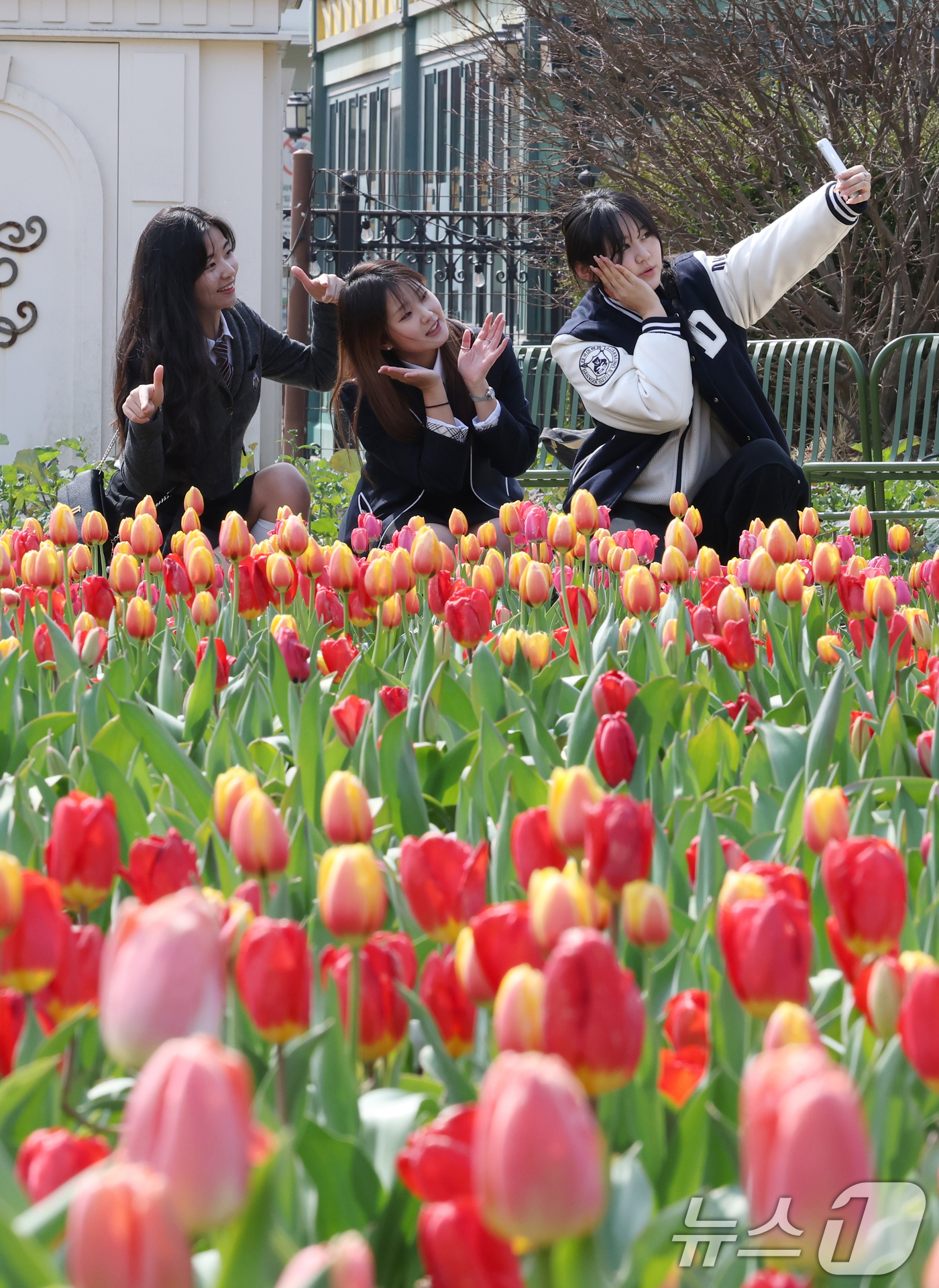 (용인=뉴스1) 김영운 기자 = 22일 경기 용인시 처인구 에버랜드 포시즌스가든을 찾은 시민들이 튤립 사이에서 추억을 남기고 있다.에버랜드는 튤립, 수선화, 무스카리 등 100여 …