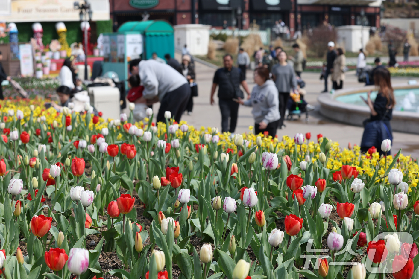 (용인=뉴스1) 김영운 기자 = 22일 경기 용인시 처인구 에버랜드 포시즌스가든을 찾은 시민들이 튤립 사이에서 추억을 남기고 있다.에버랜드는 튤립, 수선화, 무스카리 등 100여 …
