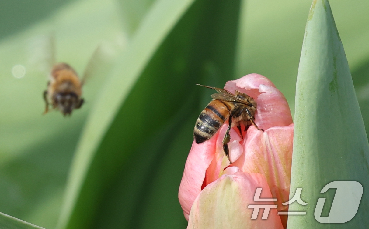 (용인=뉴스1) 김영운 기자 = 22일 경기 용인시 처인구 에버랜드 포시즌스가든에 핀 튤립에서 꿀벌이 꿀을 따고 있다.에버랜드는 튤립, 수선화, 무스카리 등 100여 종 약 120 …