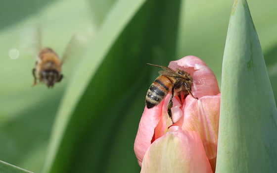 열심히 일하는 꿀벌