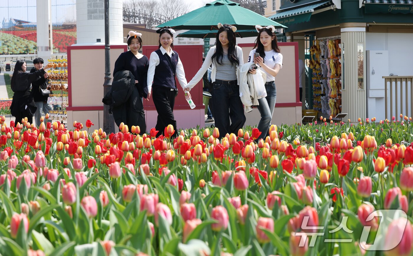 본문 이미지 - 22일 경기 용인시 처인구 에버랜드 포시즌스가든을 찾은 시민들이 튤립 사이에서 추억을 남기고 있다. 2026.3.22 ⓒ 뉴스1 김영운 기자
