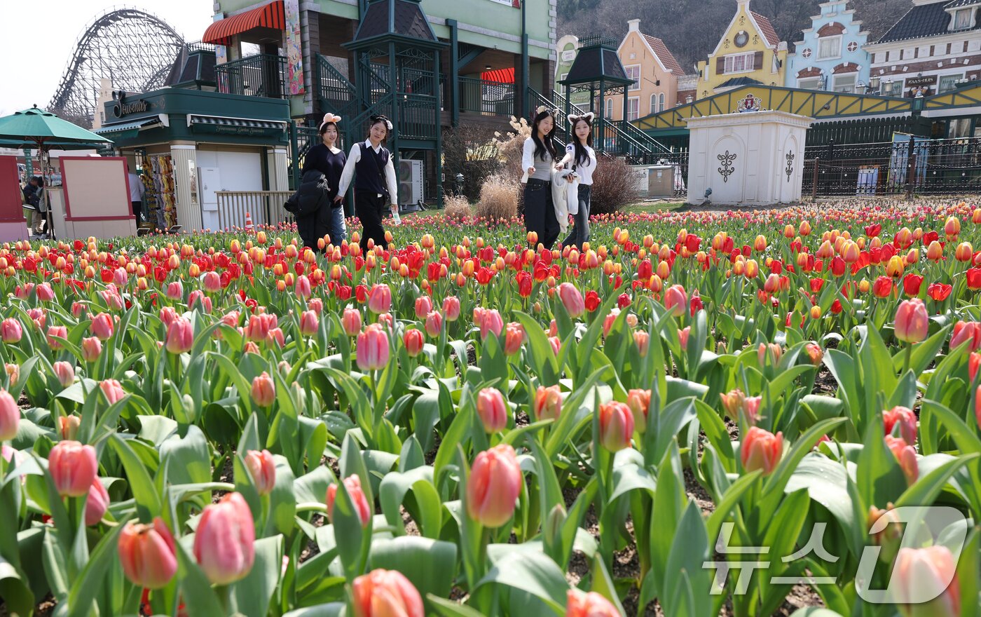 본문 이미지 - 22일 경기 용인시 처인구 에버랜드 포시즌스가든을 찾은 시민들이 튤립 사이에서 추억을 남기고 있다. 2026.3.22 ⓒ 뉴스1 김영운 기자
