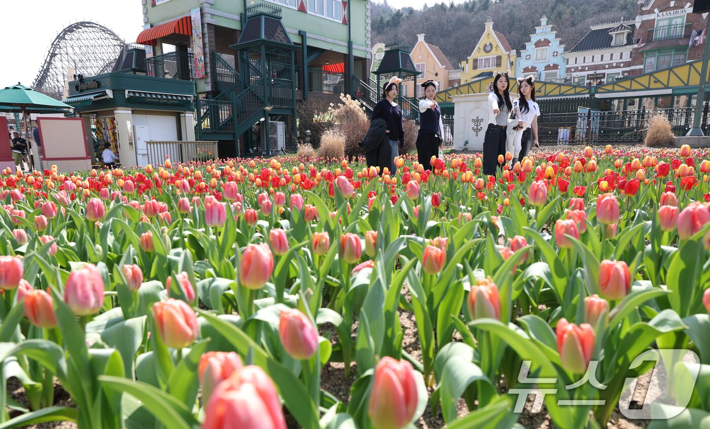 본문 이미지 - 22일 경기 용인시 처인구 에버랜드 포시즌스가든을 찾은 시민들이 튤립 사이에서 추억을 남기고 있다. 2026.3.22 ⓒ 뉴스1 김영운 기자