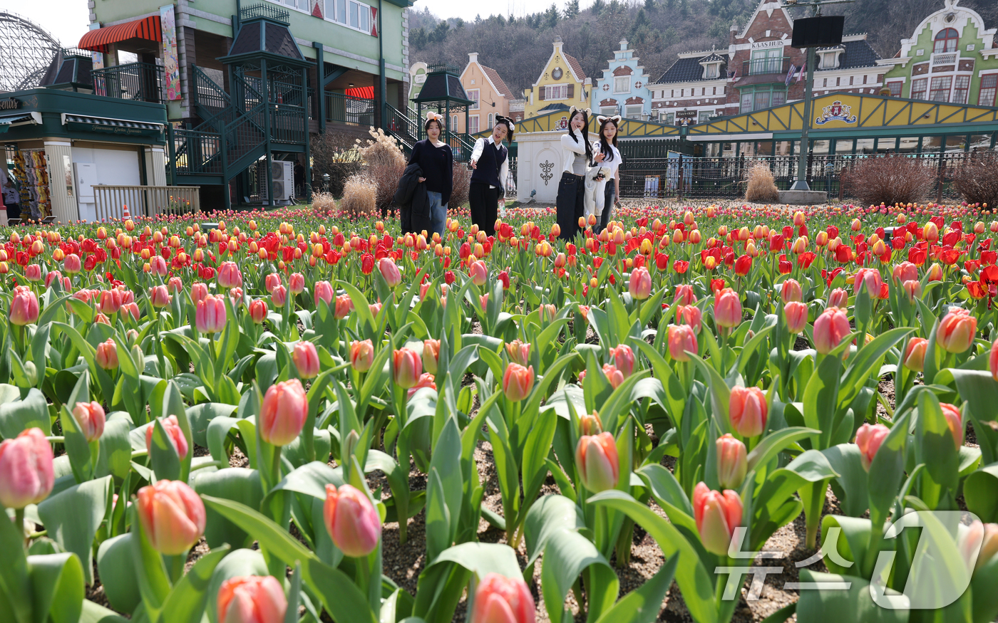 (용인=뉴스1) 김영운 기자 = 22일 경기 용인시 처인구 에버랜드 포시즌스가든을 찾은 시민들이 튤립 사이에서 추억을 남기고 있다.에버랜드는 튤립, 수선화, 무스카리 등 100여 …