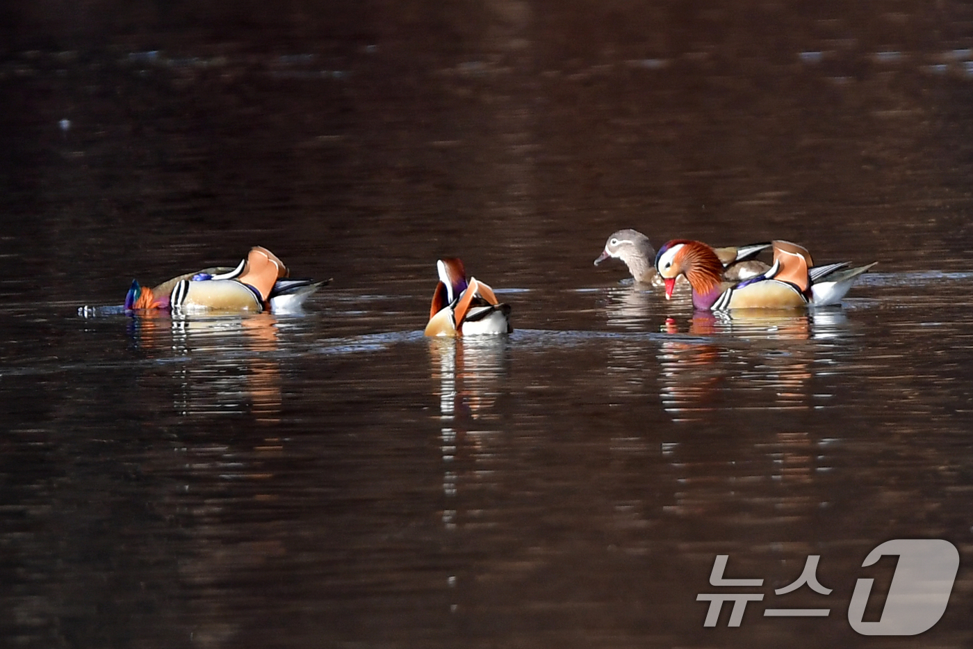 (포항=뉴스1) 최창호 기자 = 천연기념물 제327호인 원앙무리가 22일 오후 경북 포항시 북구 흥해읍에 있는 연못에서 쉬고 있다. 2026.3.22/뉴스1
