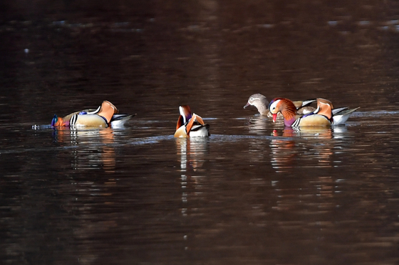 포항 찾아온 원앙