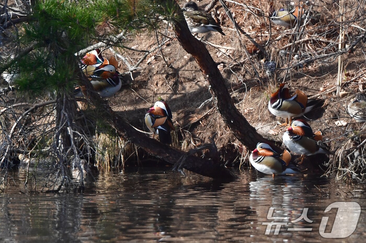 본문 이미지 - 천연기념물 제327호인 원앙무리가 22일 오후 경북 포항시 북구 흥해읍에 있는 연못 나무위에서 쉬고 있다. 2026.3.22 ⓒ 뉴스1 최창호 기자