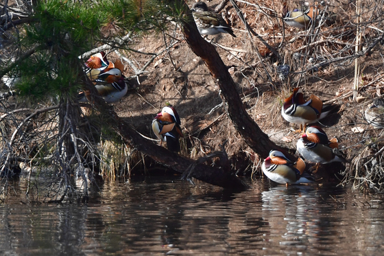 원앙들의 나른한 봄