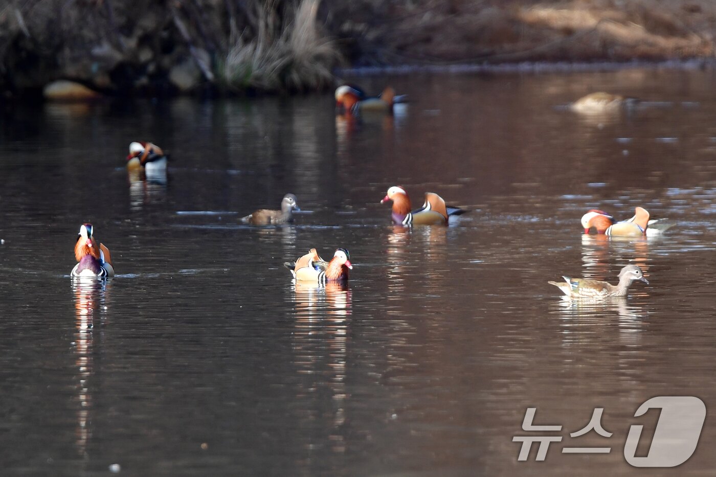 본문 이미지 - 천연기념물 제327호인 원앙무리가 22일 오후 경북 포항시 북구 흥해읍에 있는 연못에서 먹잇감을 찾아 다니고 있다. 2026.3.22 ⓒ 뉴스1 최창호 기자