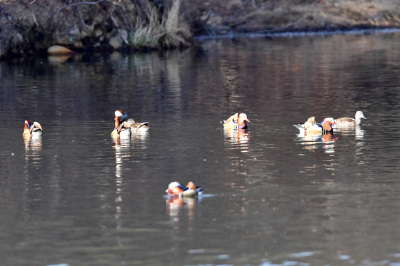 포항 찾아온 원앙 무리