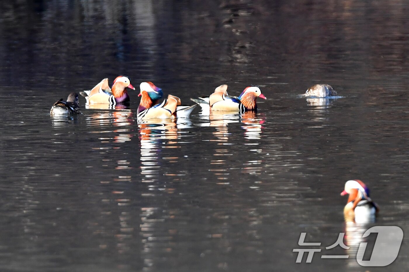 본문 이미지 - 천연기념물 제327호인 원앙무리가 22일 오후 경북 포항시 북구 흥해읍에 있는 연못에서 쉬고 있다. 2026.3.22 ⓒ 뉴스1 최창호 기자