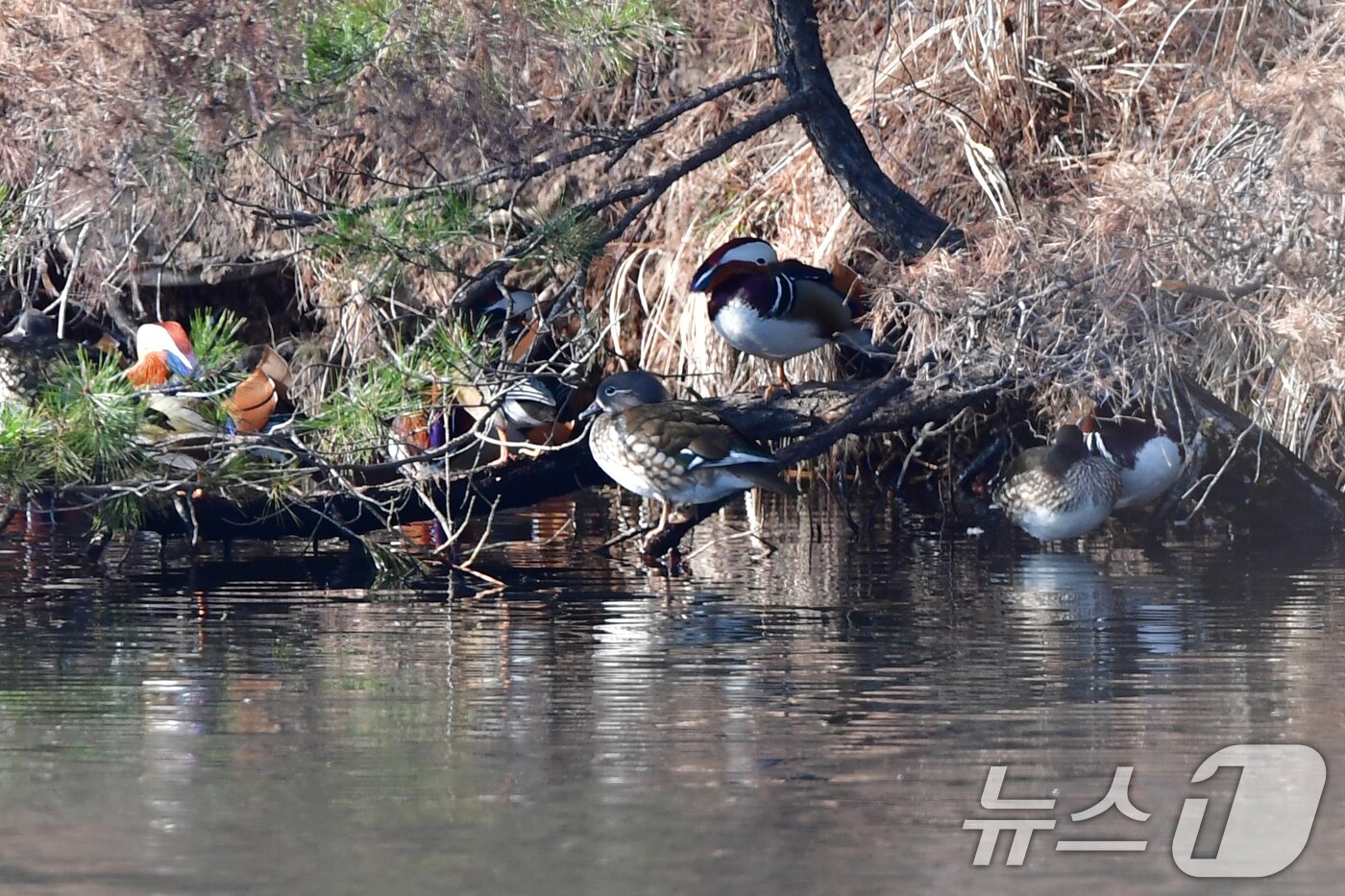 본문 이미지 - 천연기념물 제327호인 원앙무리가 22일 오후 경북 포항시 북구 흥해읍에 있는 연못에서 쉬고 있다. 2026.3.22 ⓒ 뉴스1 최창호 기자