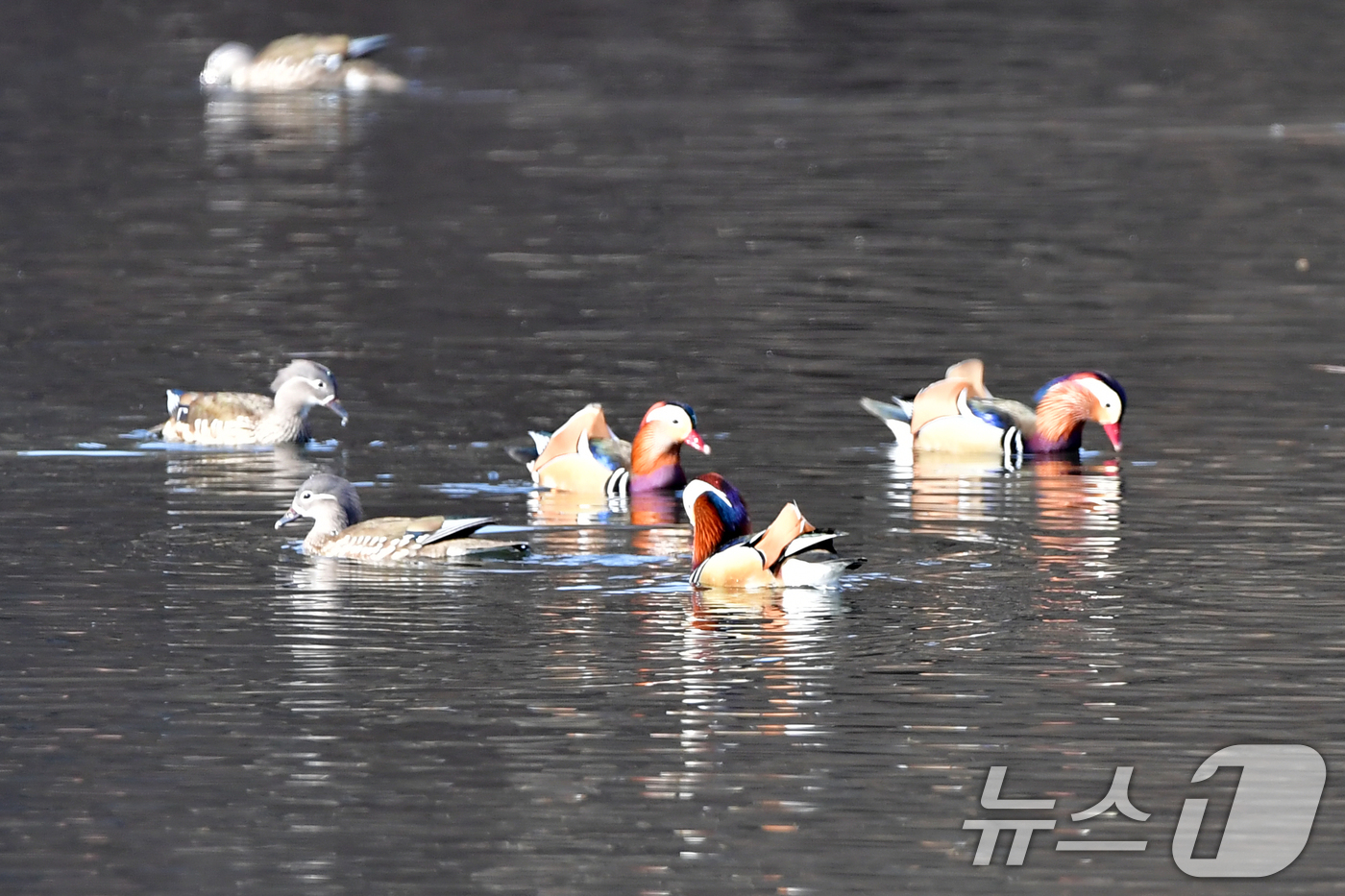 (포항=뉴스1) 최창호 기자 = 천연기념물 제327호인 원앙무리가 22일 오후 경북 포항시 북구 흥해읍에 있는 연못에서 먹잇감을 찾아 다니고 있다. 2026.3.22/뉴스1