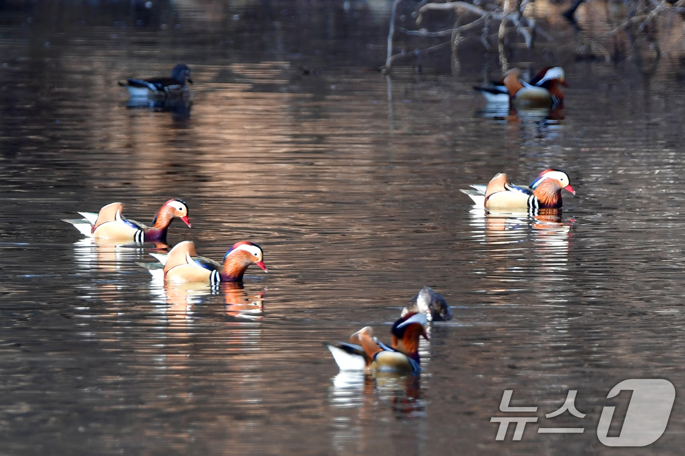 (포항=뉴스1) 최창호 기자 = 천연기념물 제327호인 원앙무리가 22일 오후 경북 포항시 북구 흥해읍에 있는 연못에서 먹잇감을 찾아 다니고 있다.  2026.3.22/뉴스1