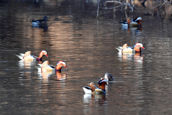 포항 찾아온 천연기념물 원앙
