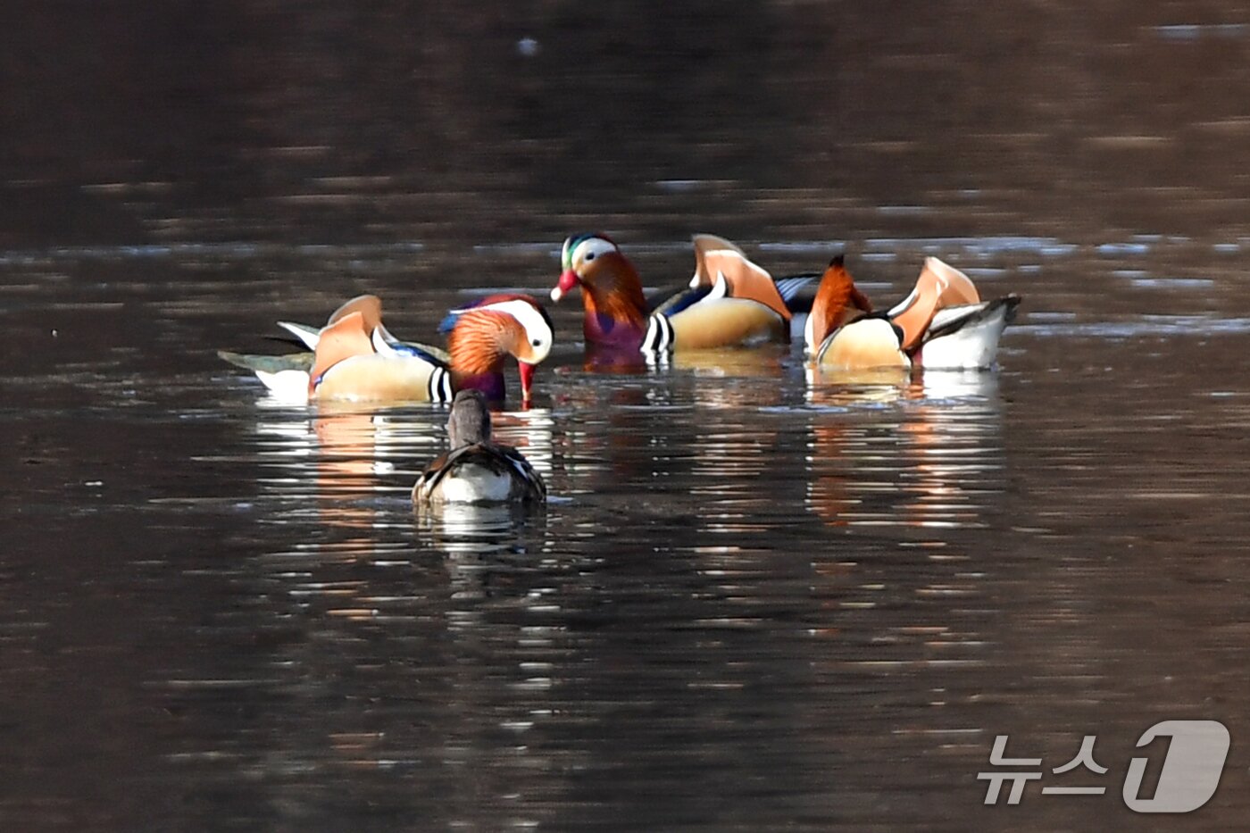 본문 이미지 - 천연기념물 제327호인 원앙 수컷들이  22일 오후 경북 포항시 북구 흥해읍에 있는 연못에서 쉬고 있다. 2026.3.22 ⓒ 뉴스1 최창호 기자 