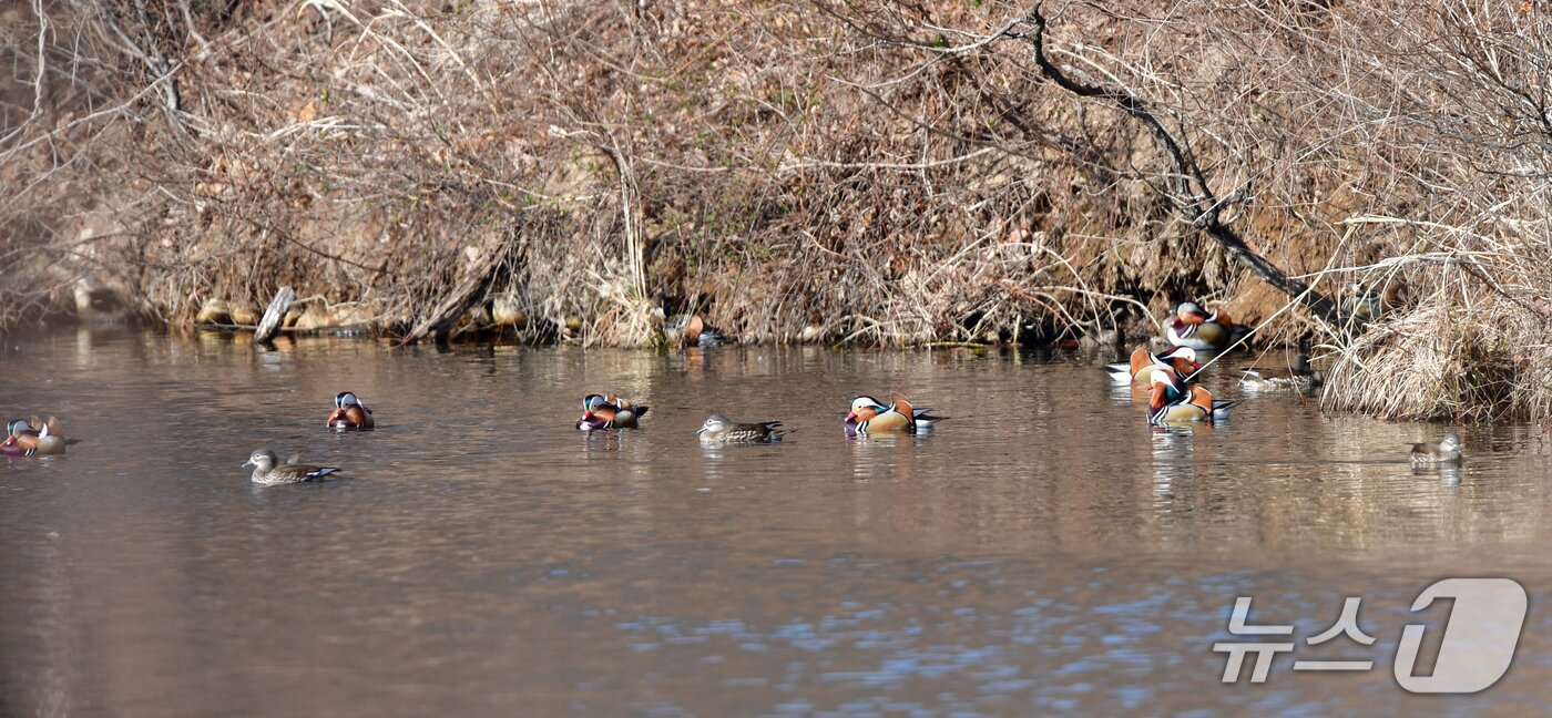 본문 이미지 - 천연기념물 제327호인 원앙무리가 22일 오후 경북 포항시 북구 흥해읍에 있는 연못에서  쉬고 있다. 2026.3.22 ⓒ 뉴스1 최창호 기자 