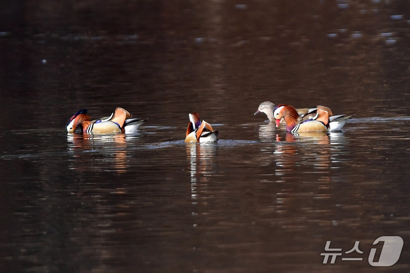 본문 이미지 - 천연기념물 제327호인 원앙무리가 22일 오후 경북 포항시 북구 흥해읍에 있는 연못으로 날아와 쉬고 있다. 2026.3.22 ⓒ 뉴스1 최창호 기자 