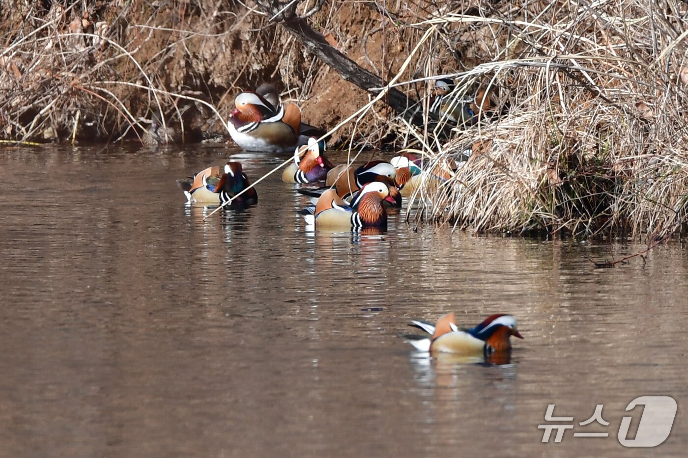 본문 이미지 - 천연기념물 제327호인 원앙무리가 22일 오후 경북 포항시 북구 흥해읍에 있는 연못에서 먹잇감을 찾아 다니고 있다. 2026.3.22 ⓒ 뉴스1 최창호 기자 