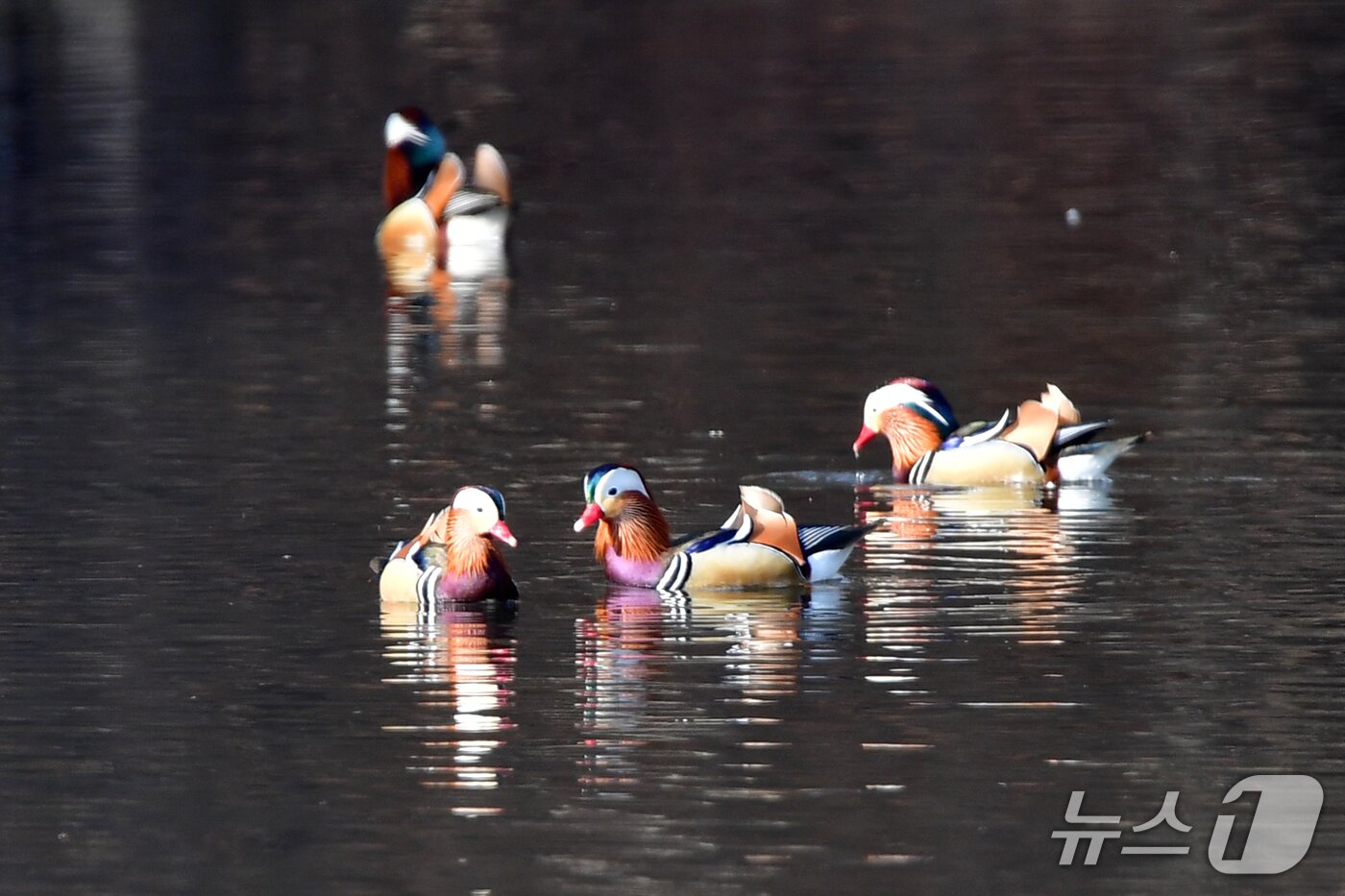 본문 이미지 - 천연기념물 제327호인 원앙 수컷들이 22일 오후 경북 포항시 북구 흥해읍에 있는 연못에서 먹잇감을 찾아 다니고 있다. 2026.3.22 ⓒ 뉴스1 최창호 기자 