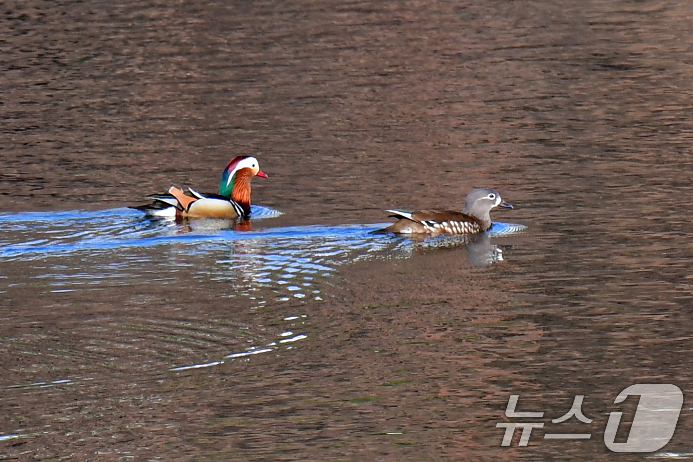 (포항=뉴스1) 최창호 기자 = 천연기념물 제327호인 원앙 한쌍이 22일 오후 경북 포항시 북구 흥해읍에 있는 연못에서 헤엄치고 있다.  2026.3.22/뉴스1