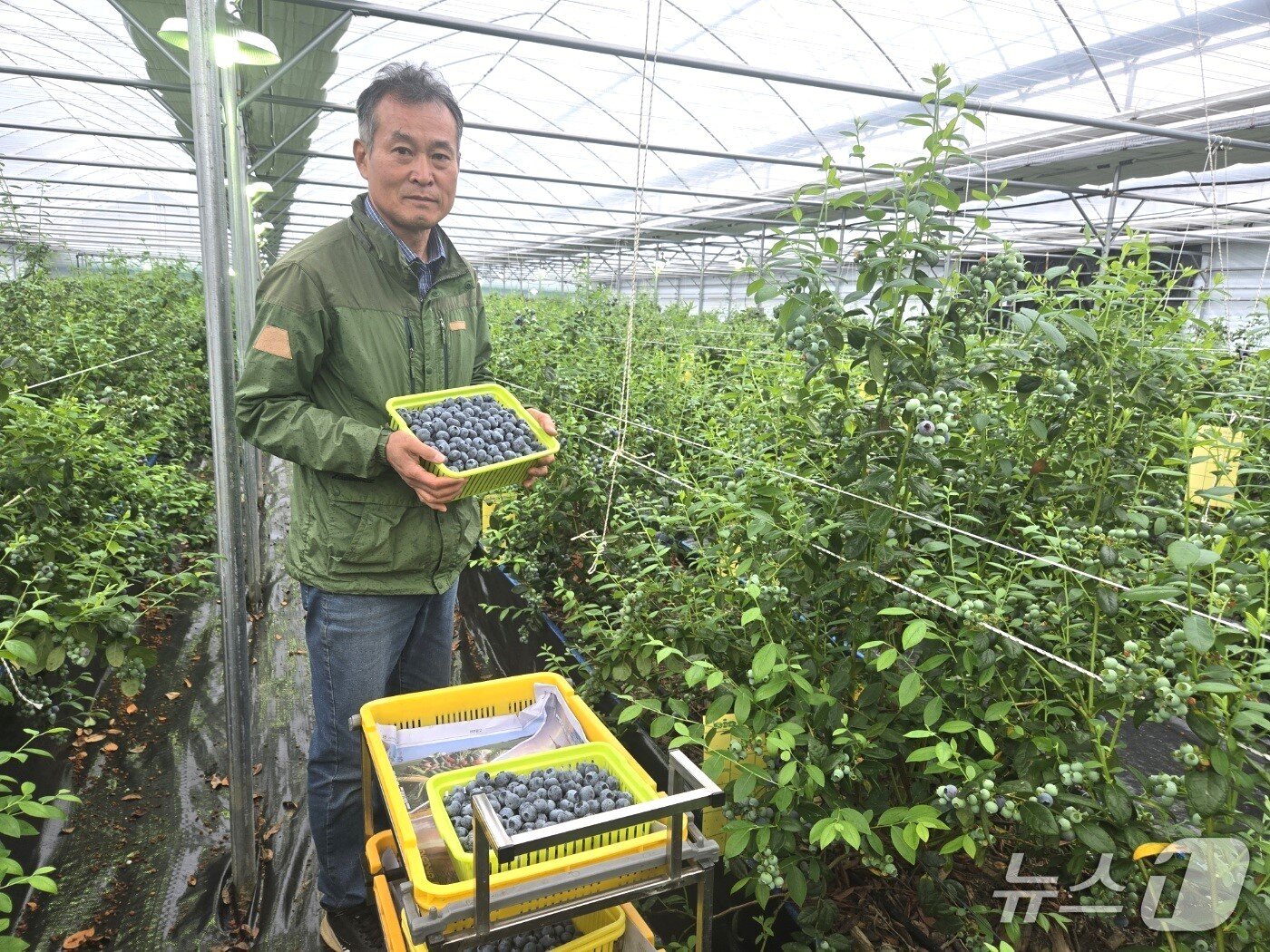 본문 이미지 - 영동군 양강면 김종오 씨가 자신의 시설하우스에서 블루베리를 수확하고 있다. (영동군 제공. 재판매 및 DB금지) 