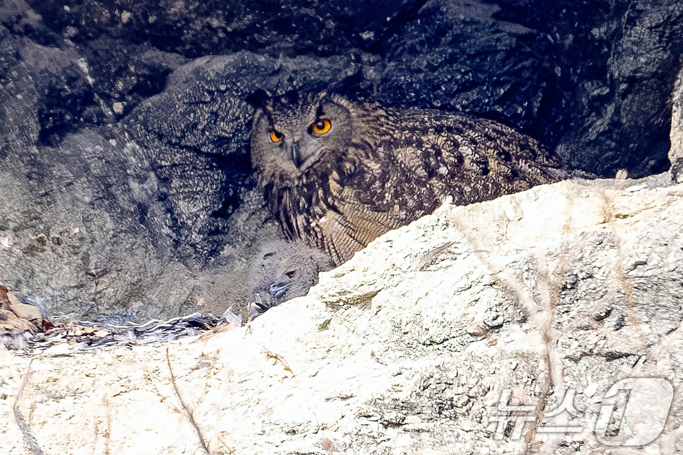(군위=뉴스1) 최창호 기자 = 23일 대구 군위군에 있는 한 야산 둥지에서 천연기념물 제 324-2호인 수리부엉이가 새끼를 돌보고 있다. (생태사진작가 이상봉 씨제공, 재판매 및 …