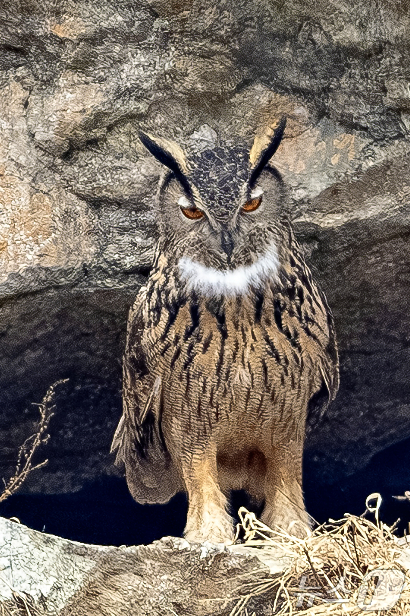 (군위=뉴스1) 최창호 기자 = 23일 대구 군위군에 있는 한 야산 둥지에서 천연기념물 제 324-2호인 수리부엉이가 날아오르고 있다. (생태사진작가 이상봉 씨제공, 재판매 및 D …