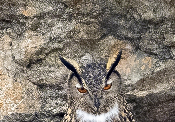 노려보는 수리부엉이