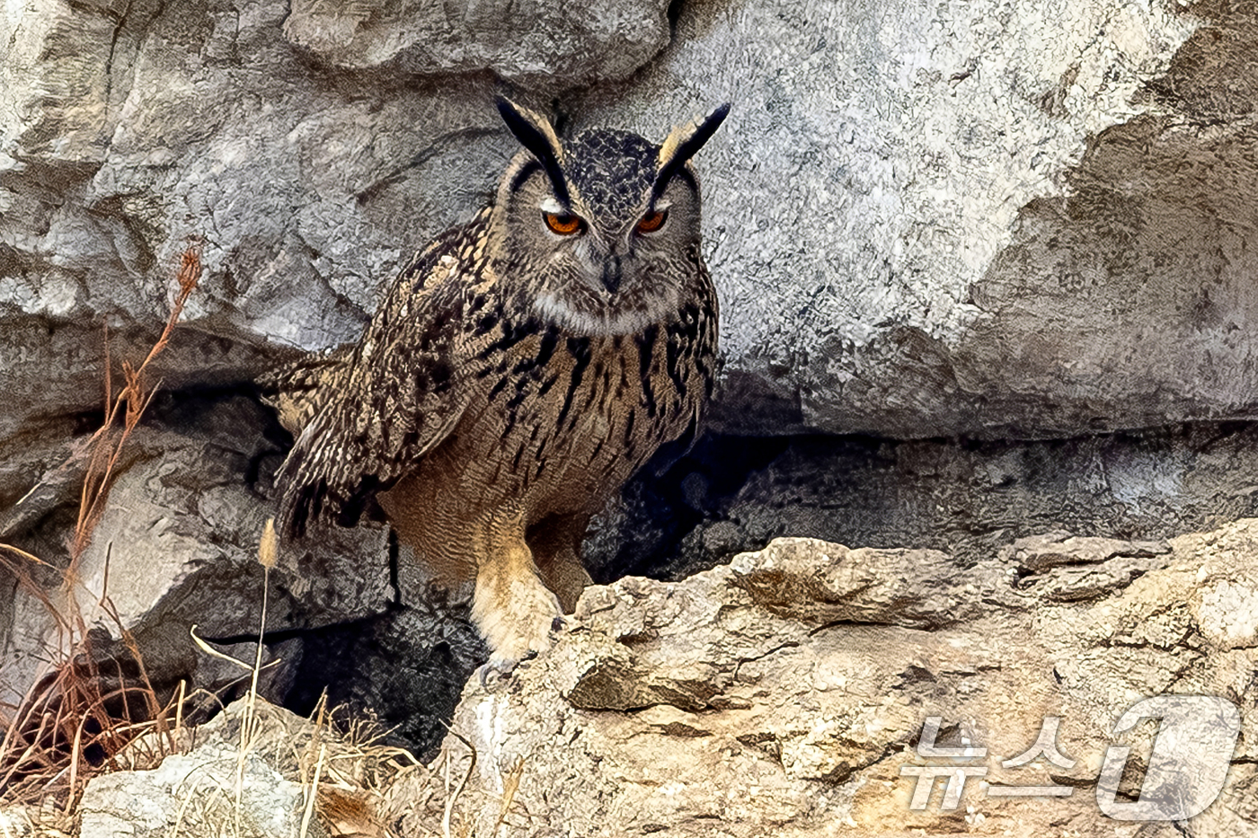 (군위=뉴스1) 최창호 기자 = 23일 대구 군위군에 있는 한 야산 둥지에서 천연기념물 제 324-2호인 수리부엉이가 주변을 살피고 있다. (생태사진작가 이상봉 씨제공, 재판매 및 …