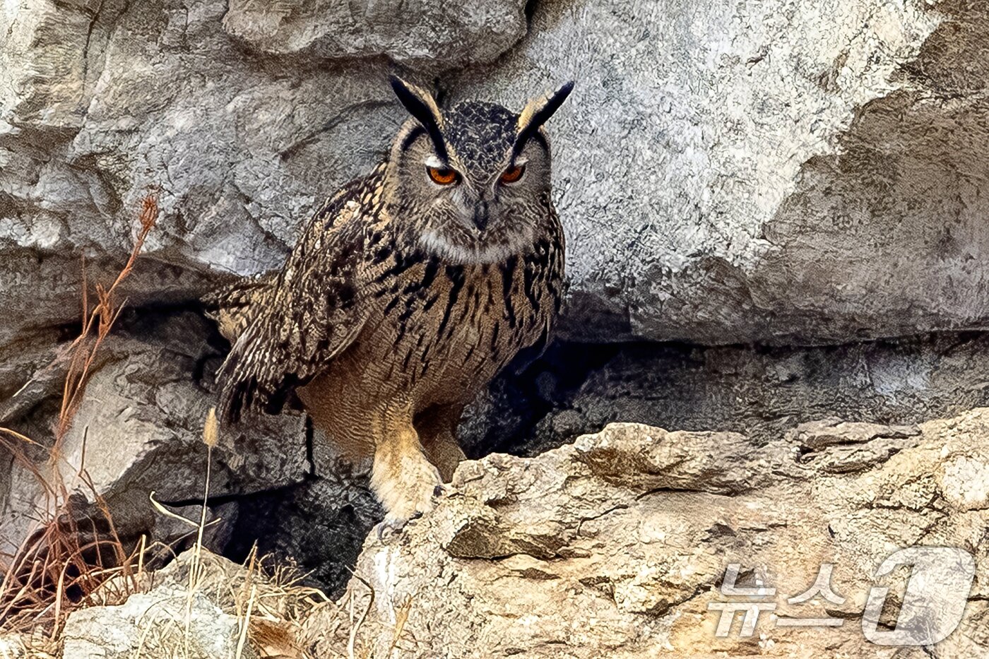 본문 이미지 - 대구 군위군의 한 야산 둥지에서 천연기념물(324-2호)인 수리부엉이가 바위 사아에 얌전히 앉아 있다.(생태사진작가 이상봉 씨 제공, 재판매 및 DB금지) ⓒ 뉴스1 