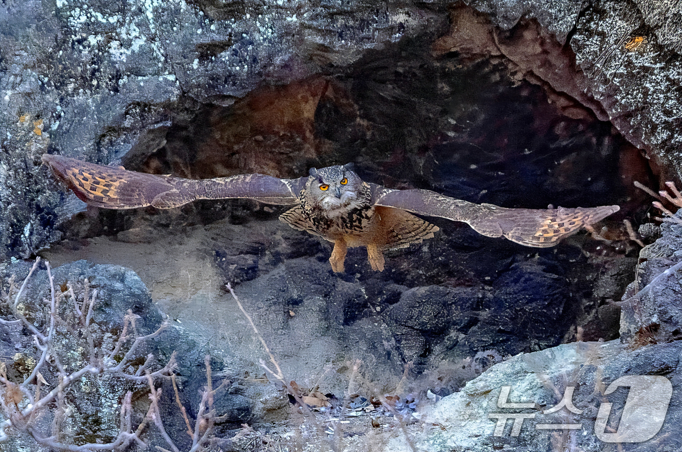 (군위=뉴스1) 최창호 기자 = 23일 대구 군위군에 있는 한 야산 둥지에서 천연기념물 제 324-2호인 수리부엉이가 날아오르고 있다. (생태사진작가 이상봉 씨제공, 재판매 및 D …