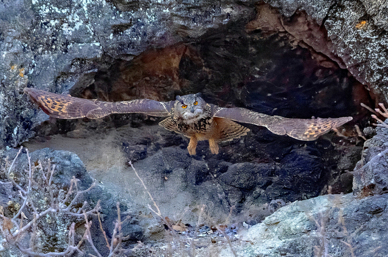 대구 군위군 야산에 천연기념물 수리부엉이 서식 확인