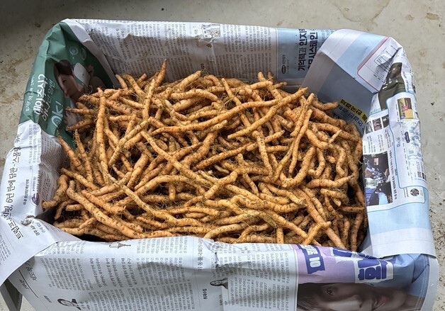 농진원, 국산 약용작물 '지황·단삼' 보급 시작…23일부터 신청