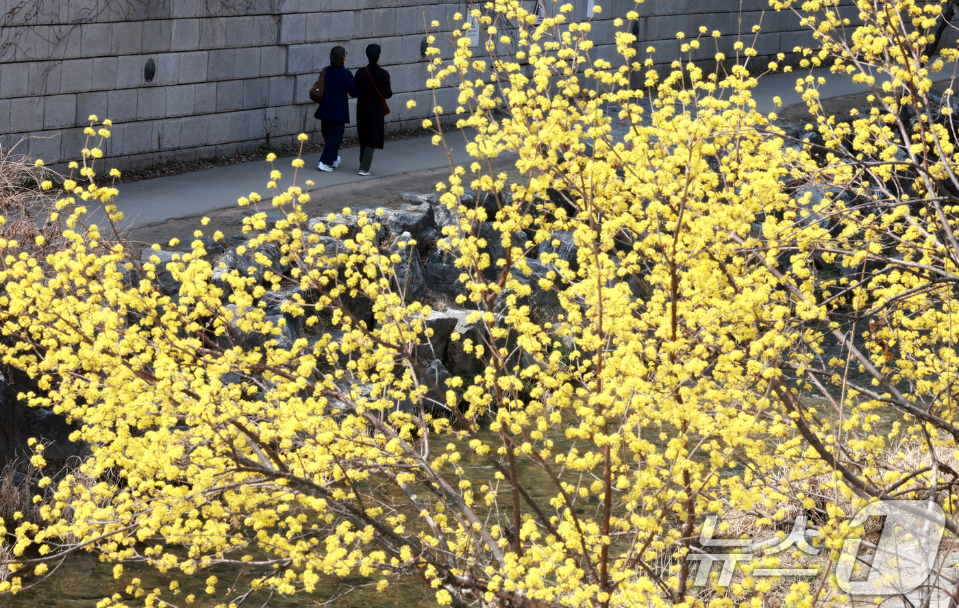 (서울=뉴스1) 이호윤 기자 = 완연한 봄 날씨를 보인 23일 서울 종로구 청계천을 찾은 시민들이 산책을 하고 있다. 2026.3.23/뉴스1