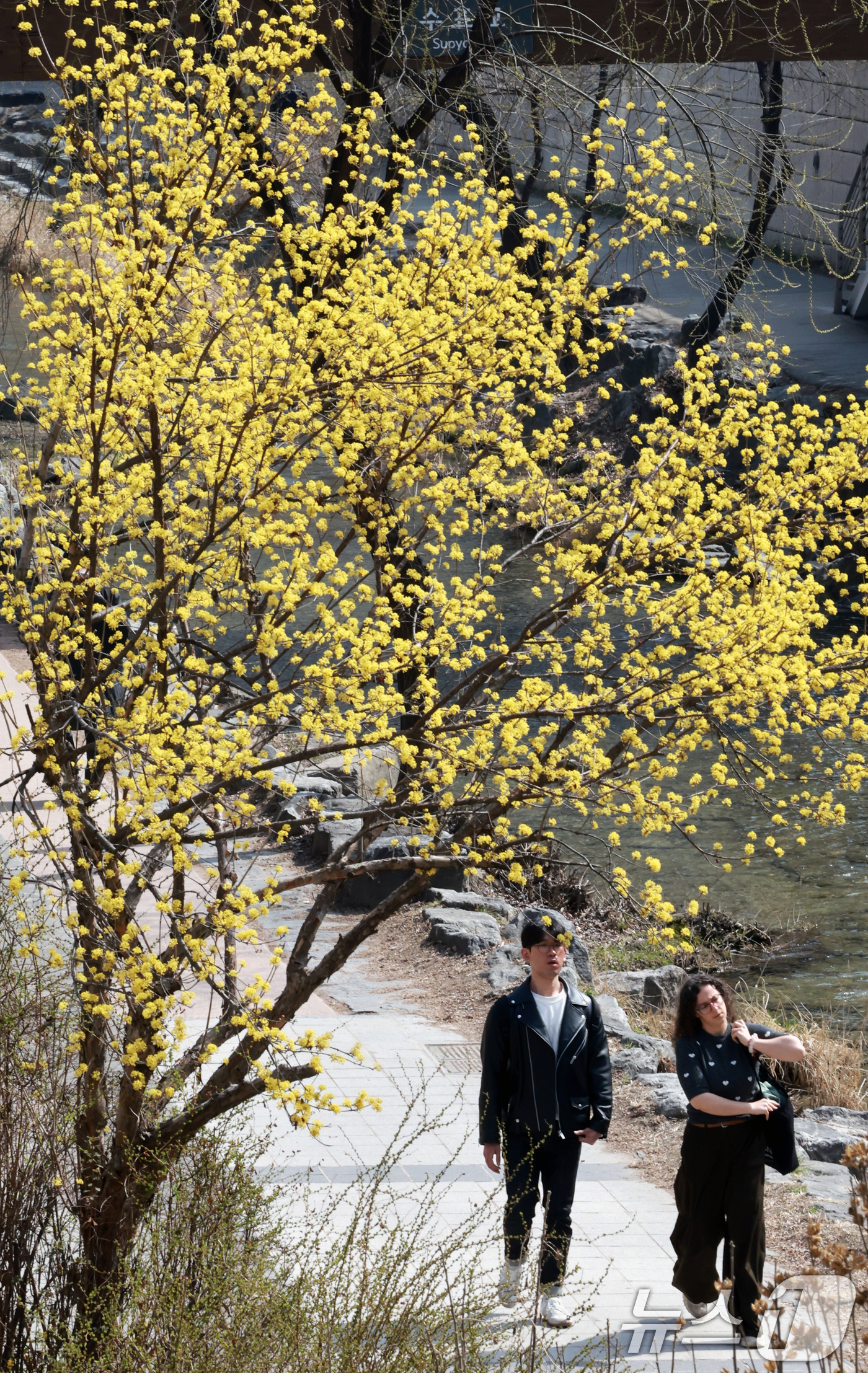 (서울=뉴스1) 이호윤 기자 = 완연한 봄 날씨를 보인 23일 서울 종로구 청계천을 찾은 외국인 관광객들이 산책을 하고 있다. 2026.3.23/뉴스1