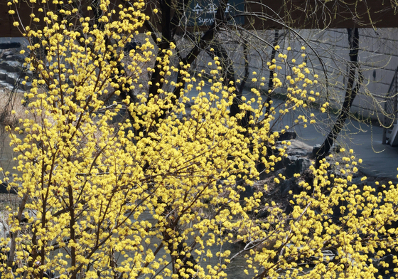 산수유 보며 산책 즐기는 관광객들