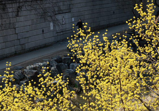 봄 알리는 산수유 '활짝'
