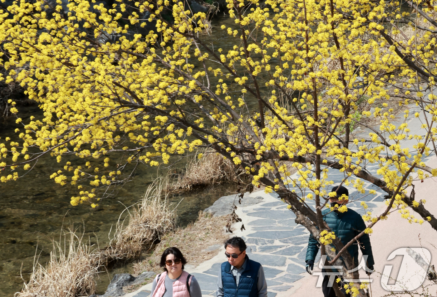 (서울=뉴스1) 이호윤 기자 = 완연한 봄 날씨를 보인 23일 서울 종로구 청계천을 찾은 시민들이 산책을 하고 있다. 2026.3.23/뉴스1